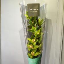 Ветка зеленой орхидеи